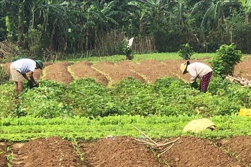 Quảng Trị chủ động sản xuất vụ Tết nhờ thời tiết nắng ráo