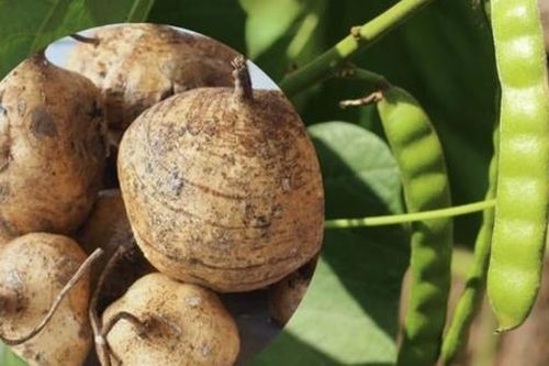 Củ đậu ví như 'nhân sâm người nghèo' rất tốt nhưng có bộ phận là 'thuốc độc': Bạn đã biết chưa?