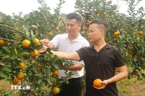 Nâng tầm giá trị thương hiệu 'Cam Vinh'