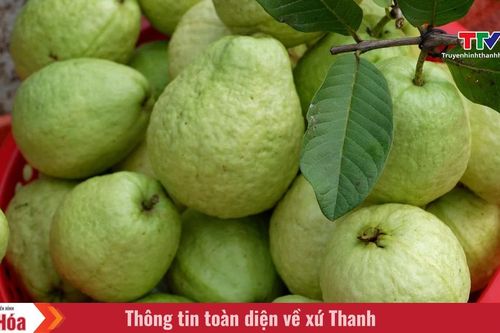 Mùa ổi ngọt