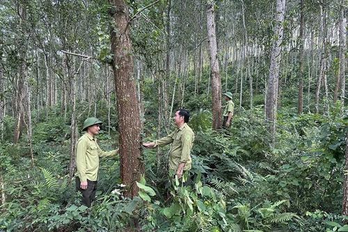 Phát triển rừng bền vững, hiệu quả