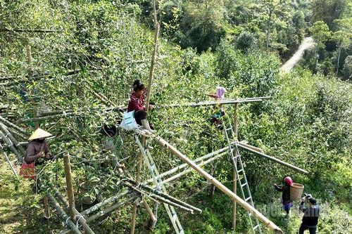 Nâng cao giá trị chè Shan tuyết trên đỉnh Chiêu Lầu Thi