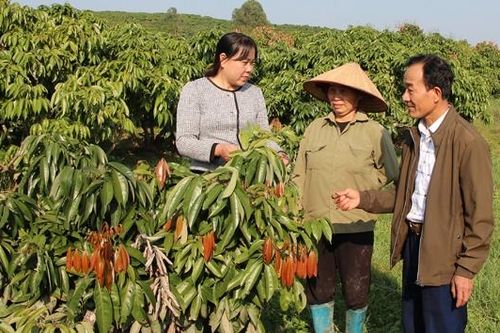 Phúc Hòa: Chỉ đạo sát sao để có mùa vải ngọt