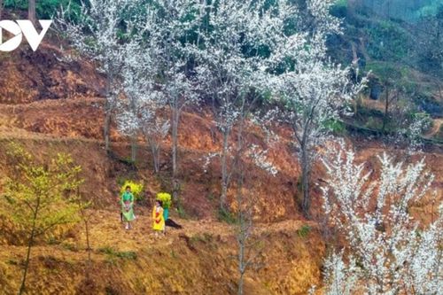 Hà Giang: Bản tình ca mùa xuân và những nụ cười sưởi ấm cao nguyên đá