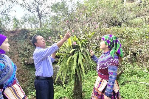 Triệu phú hoa đào ở Cán Chư Sử
