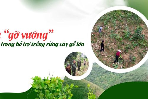 Sớm 'gỡ vướng' trong hỗ trợ trồng rừng cây gỗ lớn