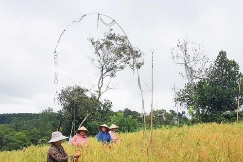 Lúa mẹ thơm vàng ở miền ruộng núi