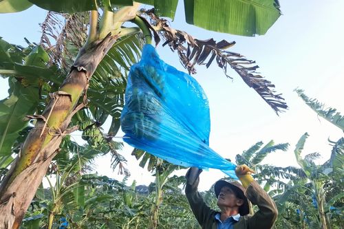Trăn trở với chuối Lao Bảo