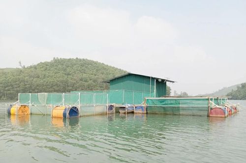 Nuôi cá lồng trên đập Ba Nương