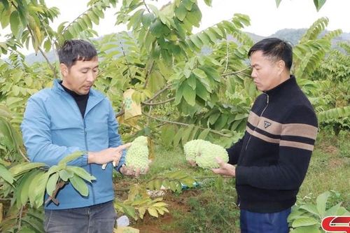 Liên kết sản xuất, tiêu thụ sản phẩm