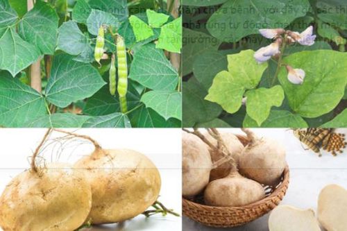 Ít ai biết, củ đậu rất ngon nhưng hạt củ đậu chứa chất độc cực nguy hiểm