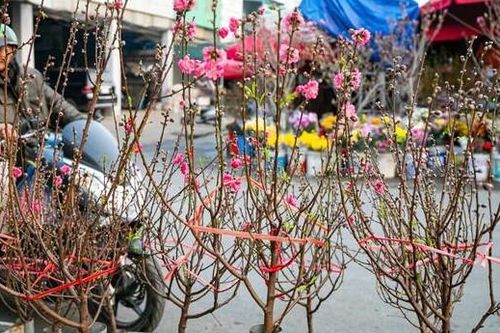 Đào, quất xuống phố, tiểu thương 'hốt bạc' ngay đầu vụ Tết