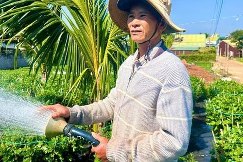 Người trồng hoa cúc Đắk Lắk phấn khởi vì được mùa, trúng giá dịp Tết