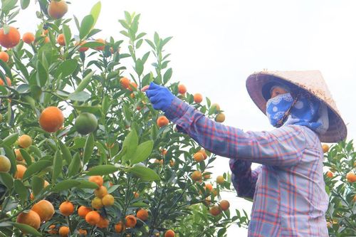Quất cảnh Hội An Tây vào vụ Tết