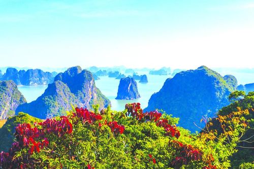 Hạ Long mùa lá đỏ