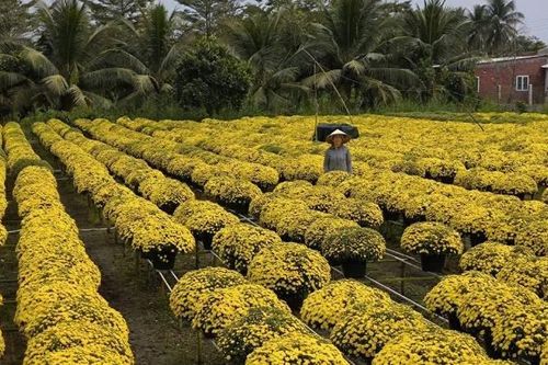 Vĩnh Long: Nhà vườn trồng cúc mâm xôi lo lắng vì hoa trổ sớm