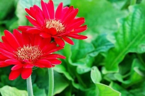 5 loại hoa nên trồng để nở đúng dịp Tết Nguyên đán
