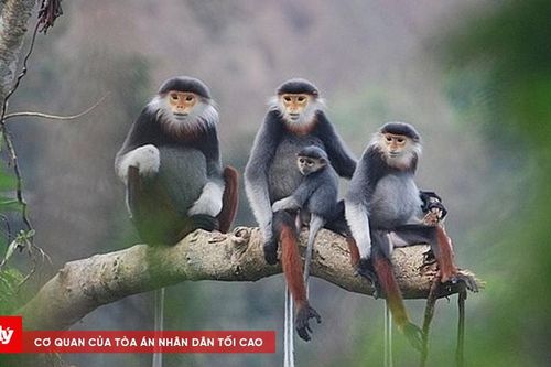 Quy định mới về quản lý loài nguy cấp, quý, hiếm