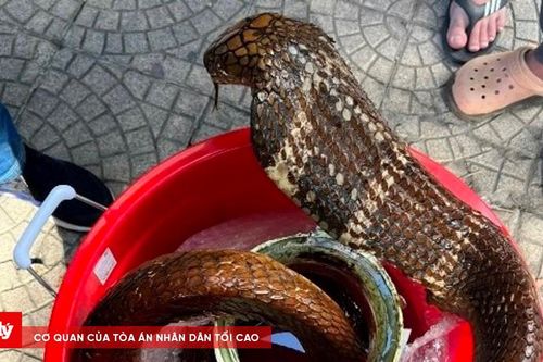 Ngâm bình rượu rắn hổ mang, người đàn ông bị khởi tố