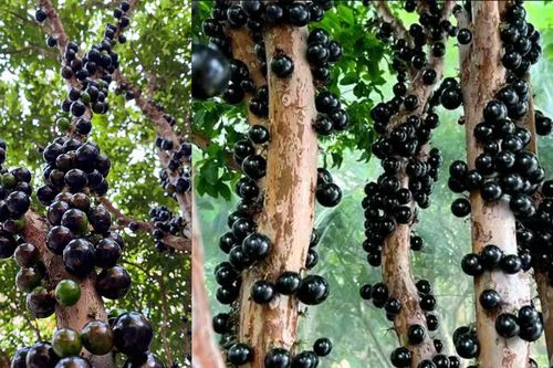 Loài nho lạ được ví như 'báu vật' xanh cho sân vườn biệt thự