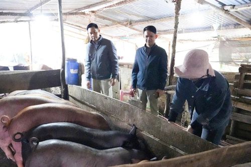 Quản lý chăn nuôi nhỏ lẻ, hạn chế ô nhiễm môi trường