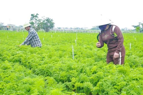 Nông dân Nghệ An thi đua sản xuất gắn với chuyển đổi kinh tế