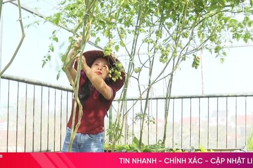 Mướt mắt những khu vườn 'treo' trên sân thượng
