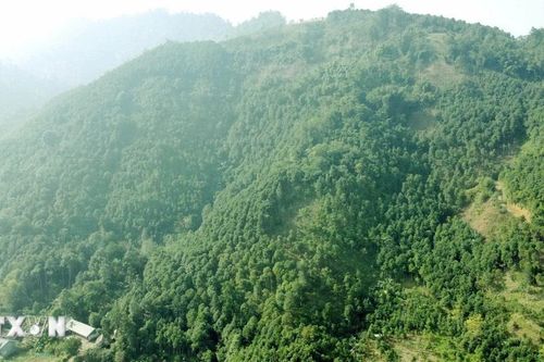 'Vàng xanh' mở lối làm giàu trên vùng đất dốc ở tỉnh Phú Thọ