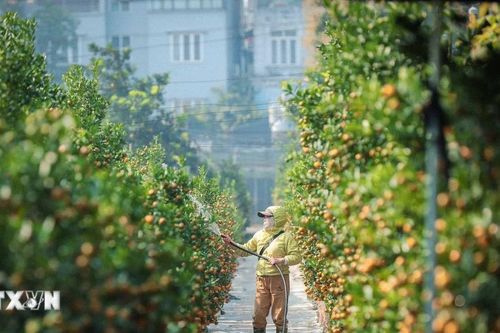 Quất Tứ Liên được mùa vụ Tết nguyên đán Bính Ngọ