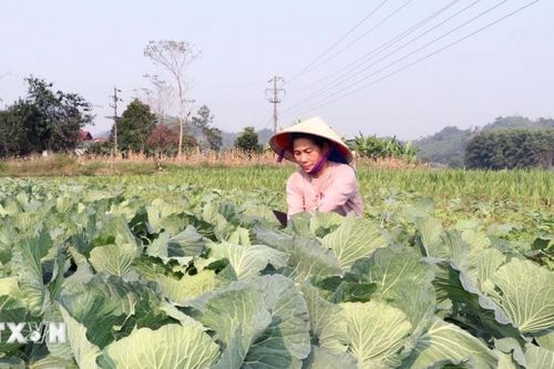 Tuyên Quang: Nhịp sống mới hồi sinh tại vùng lũ trước thềm năm mới