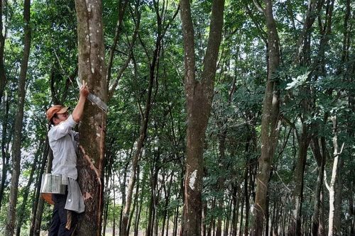 Xử lý hành vi chuyển đổi, sử dụng đất sai mục đích dự án trồng hơn 234ha cao su