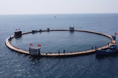 Nuôi biển công nghệ cao mở hướng phát triển kinh tế biển bền vững tại Khánh Hòa