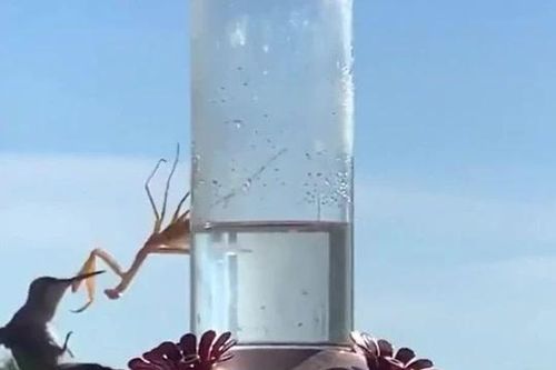 Bọ ngựa ra đòn chớp nhoáng, chim ruồi bị tóm gọn trong tích tắc