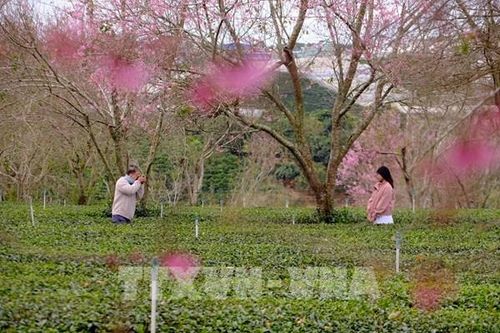 Gợi ý tour du lịch ngắn ngày quanh TP Hồ Chí Minh dịp Tết Nguyên đán 2026