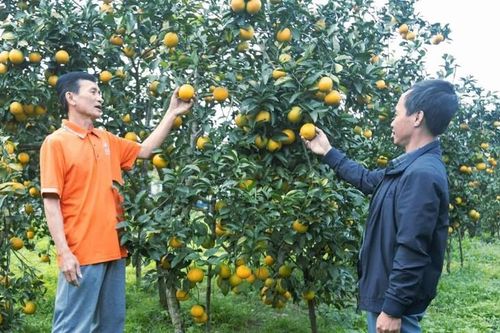 Cam xứ Nghệ nâng tầm giá trị