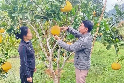 Bí thư chi bộ dân tộc Mường trách nhiệm với công việc