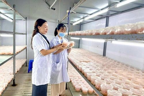Từ trụ cột hỗ trợ đến động lực phát triển