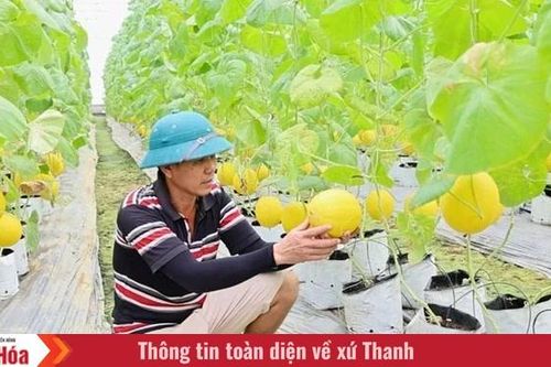 Thanh Hóa phấn đấu thành lập mới 80 HTX nông nghiệp trong giai đoạn 2026-2030