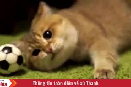 Tôi là Tiểu Bạch và đây là chuyện của lũ mèo chúng tôi: Câu chuyện thứ 14 - Đội bóng gia đình