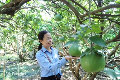 Sẵn sàng vụ trái cây Tết