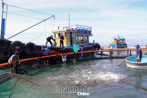 Nhiều chính sách hỗ trợ nuôi biển xa bờ