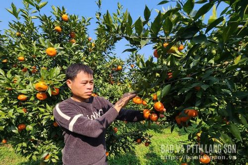 Thêm hướng làm giàu từ cam Canh