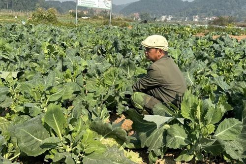Nhân rộng rau VietGAP
