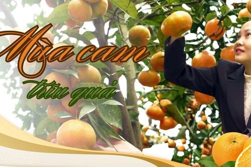 Mùa cam trĩu quả