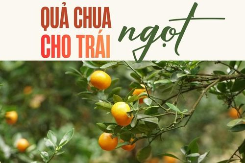 Quả chua cho 'trái ngọt'