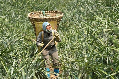 Niềm vui trên những nương dứa