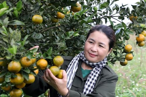 Thu trái ngọt trên vùng đất núi lửa Lâm Đồng