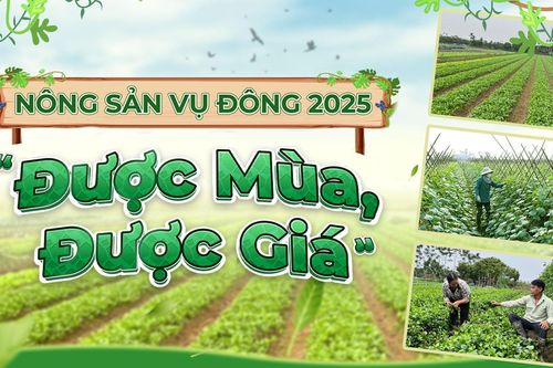 Nông sản vụ đông 2025 'được mùa, được giá'