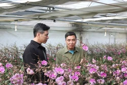 Vườn lan hồ điệp vào vụ Tết
