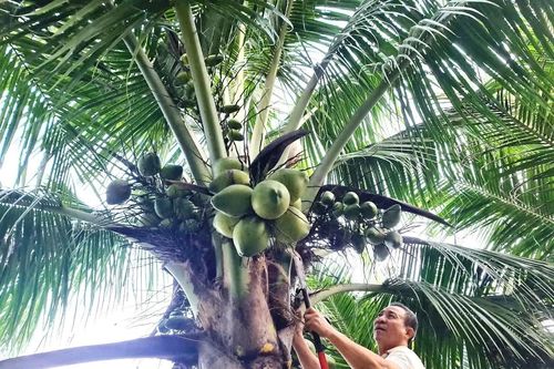 Thu nhập cao từ vườn dừa xiêm